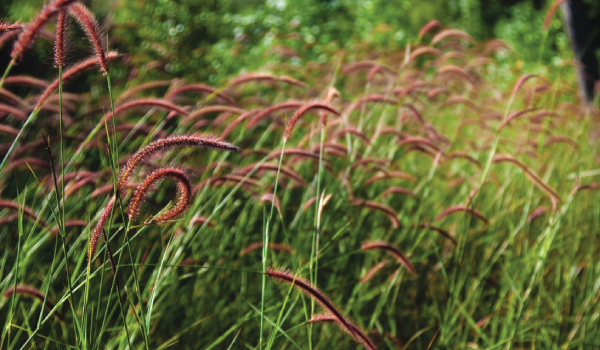 Native Grasses and Wildflowers: Custom Mixes - Naylor Seed