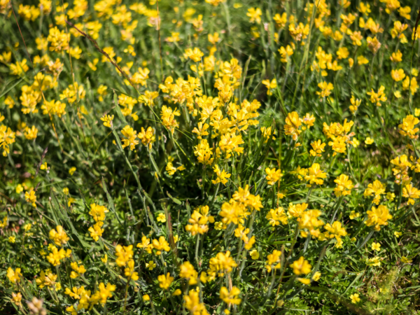 Naylor Seed