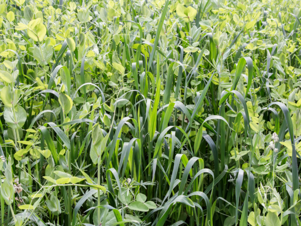 Naylor Seed