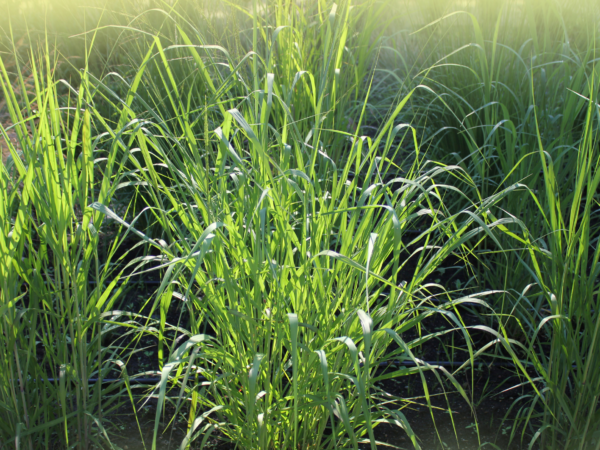 Naylor Seed